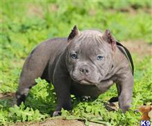 american pit bull puppy posted by Exotic Bully